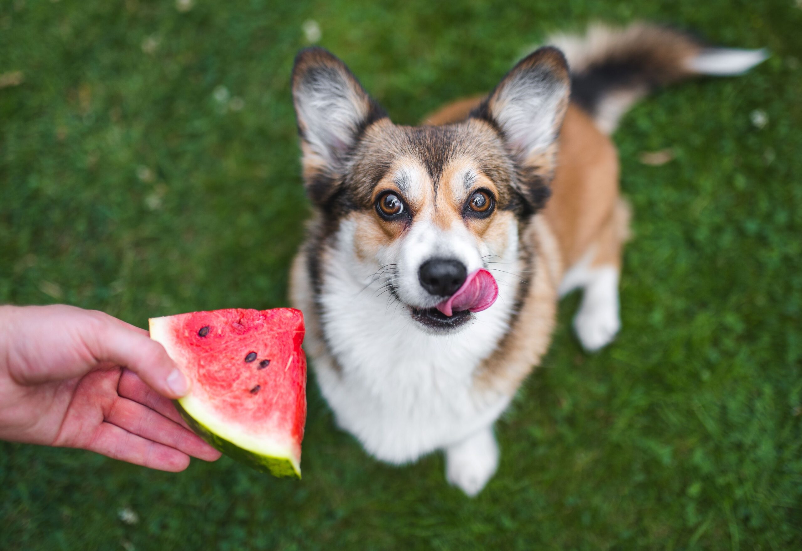 Ein Hunde streckt seine Zunge aus und sein Herrchen hält eine Wassermelone vor ihm.