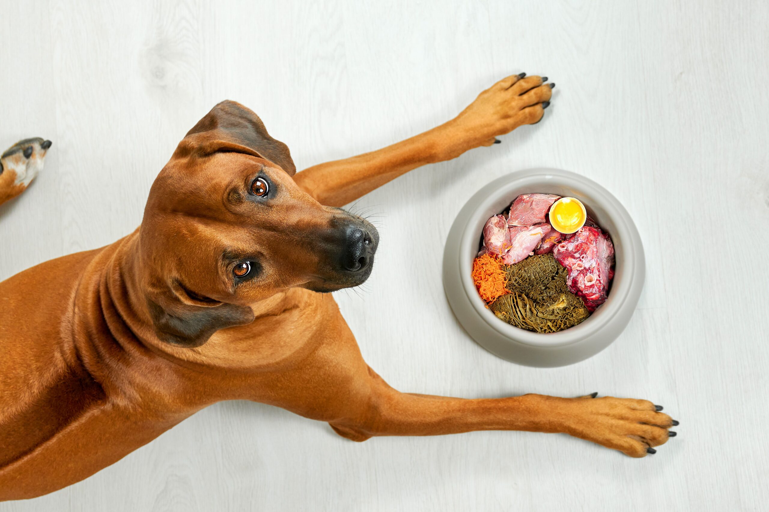 Ein Hund schaut in die Kamera und liegt vor seinem Napf