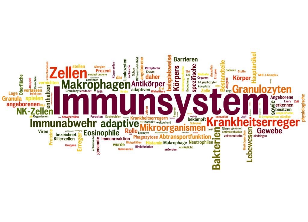 Das Wort "Immunsystem" und die umliegenden Begriffe wie "Immunabwehr", "Krankheitserreger" oder "Zellen"